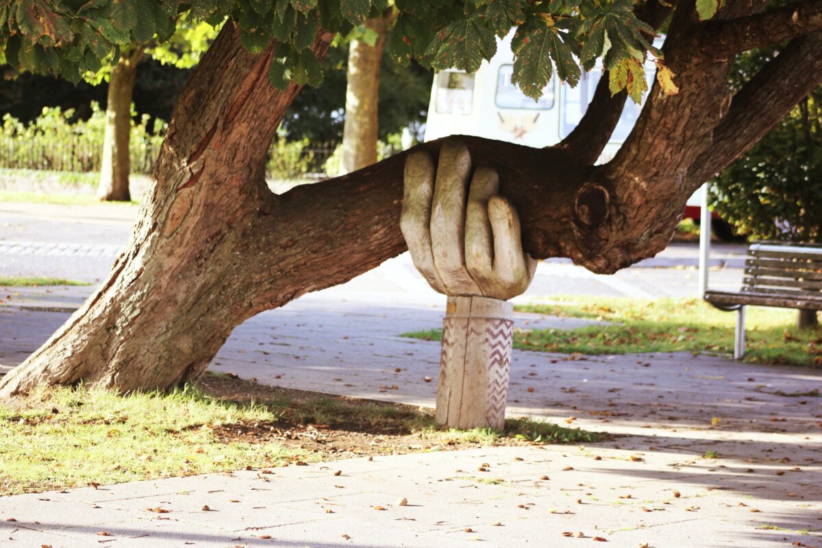 A tree that is large and has grown at a tilted angle has a support that sits under a large part of the trunk. The support is also made of wood and shaped like a hand is holding the tree up. It is in a park with a path and bench in the background